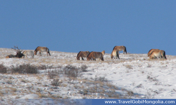takhi wild horses at Khustai National Park in winter