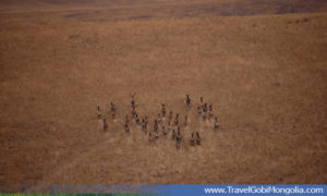 deers at Lkhachinvandad Mountain