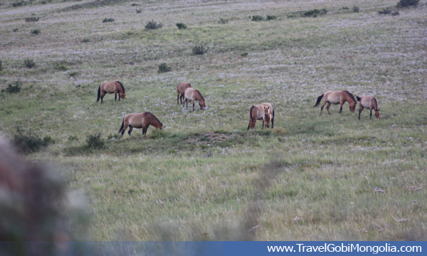 group of wild horses takhi in Khustai National Park