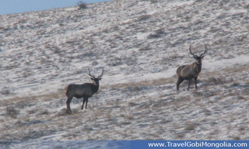 maral deers are in Khustai National Park in winter
