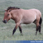 a takhi wild horse walking in Khustai Mountain