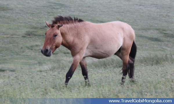 a takhi wild horse walking in Khustai Mountain