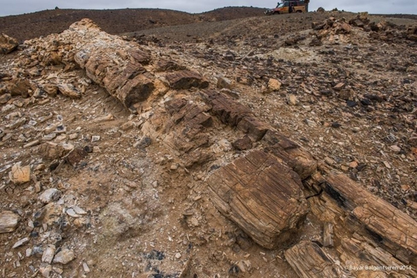 petrified tree at Suikhent Mountain (photo by Bayar Balgansuren)