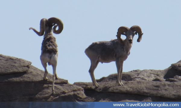 wild sheep argali in Mongolia