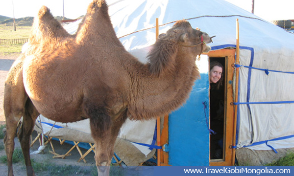 staying in the local ger guesthouse is more authentic & you will see more closer real Mongolian nomads life