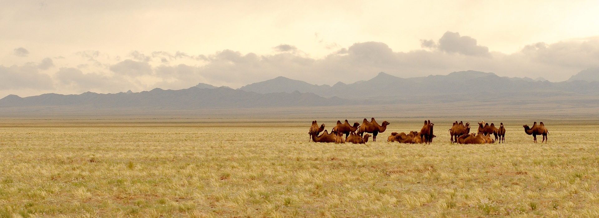 2-humped camel and Gobi nature