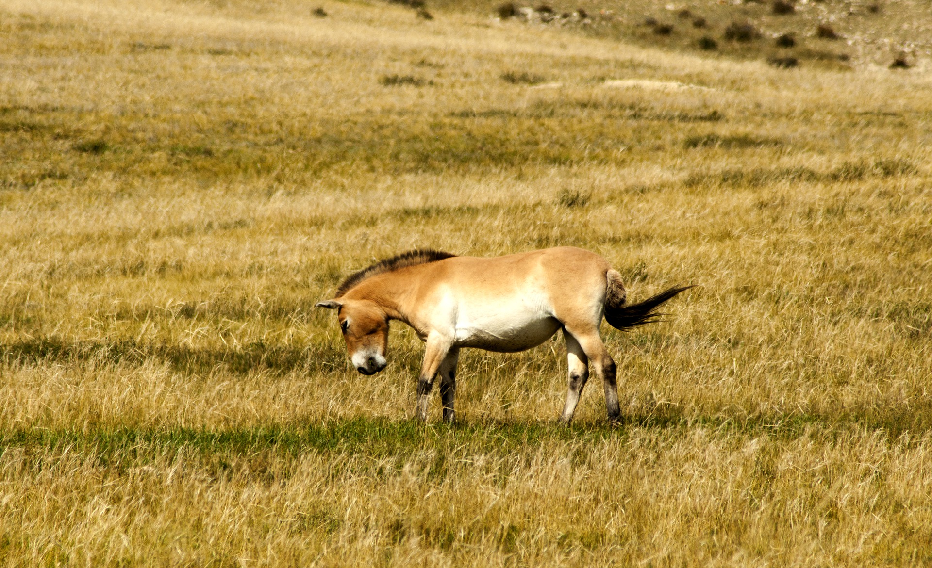 A wild horse takhi is in Khustai Mountain in autumn