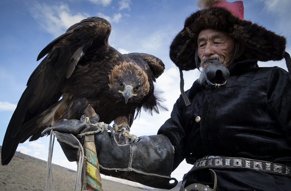 An old kazakh man holding his golden eagle in Mongolia