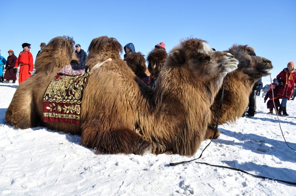 bactrian camels in winter during camel festival