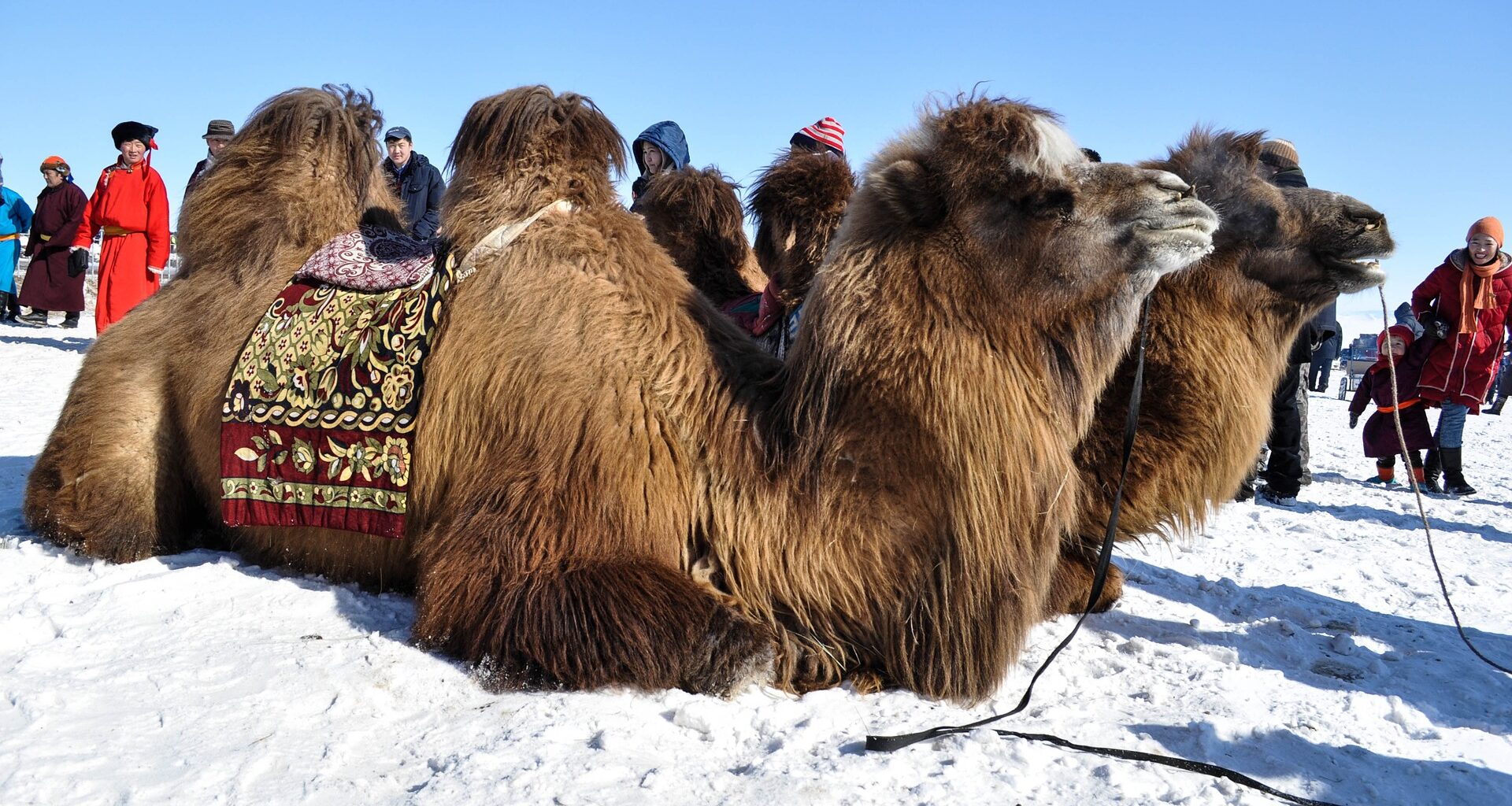 Mongolia winter tours & festivals