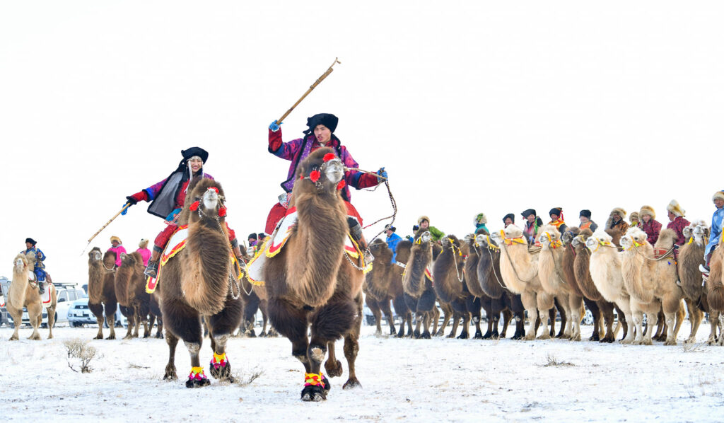 Mongolia winter camel festival