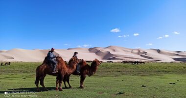 Our company's customers are riding camels near the sand dunes of Khongor