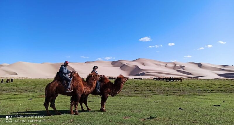 Our company's customers are riding camels near the sand dunes of Khongor