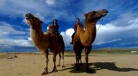 our customers are riding camels at Elsen Tasarkhai Sands