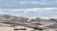Our customers are riding camels on the Khongor Sand Dunes
