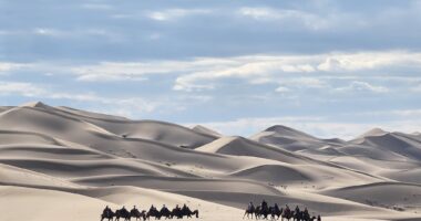 Our customers are riding camels on the Khongor Sand Dunes