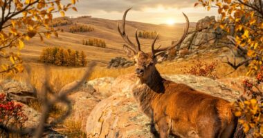 A deer in Khustai National Park