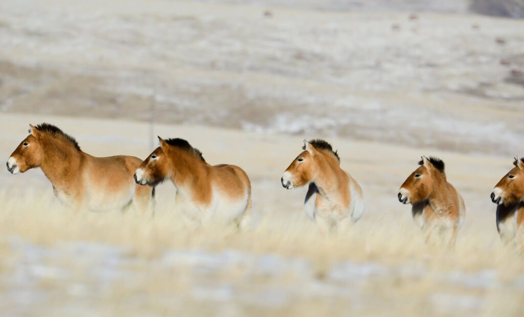 wild horses in Khustai in winter