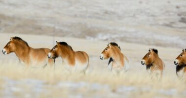 wild horses in Khustai in winter