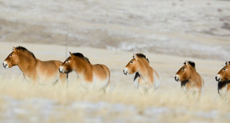 wild horses in Khustai in winter